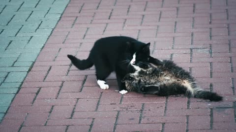 Beautiful black cats
