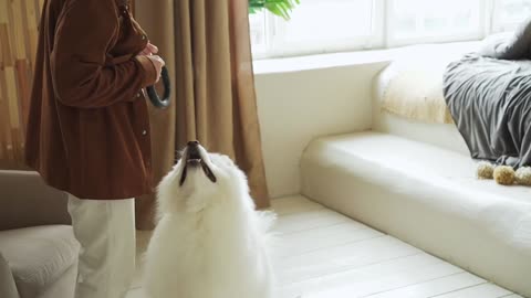 Woman Playing With A Dog In The Living Room
