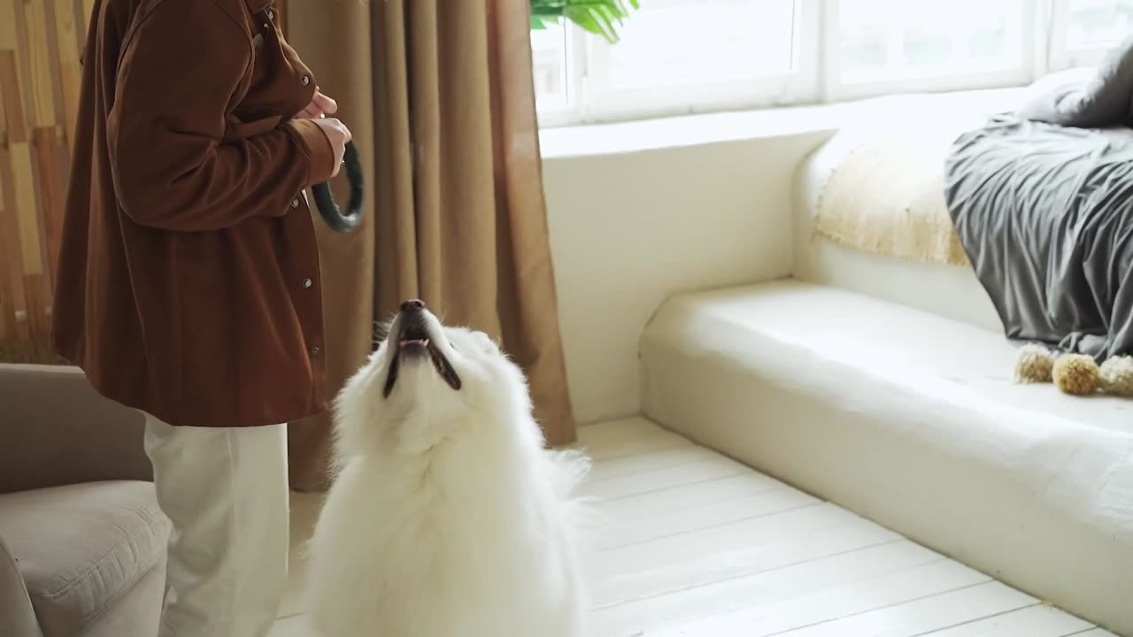 Woman Playing With A Dog In The Living Room