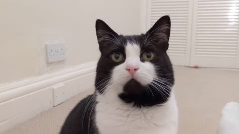 My Cat Stares At Me