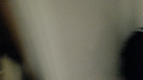 Little Owl Yuynya Barks at The Dog