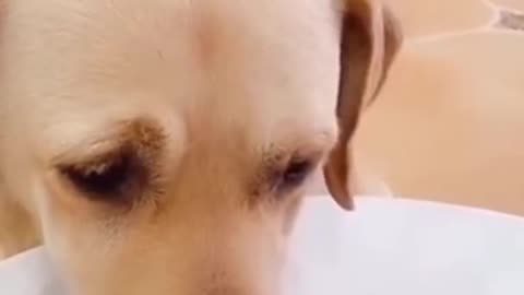 Most funny animal vedio