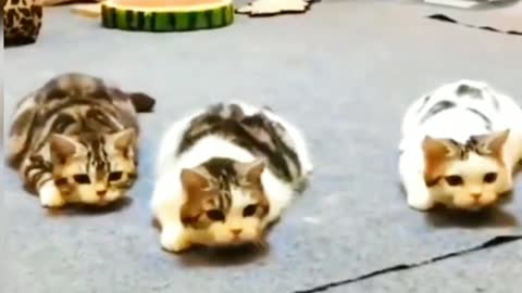 What are the cute kittens looking at