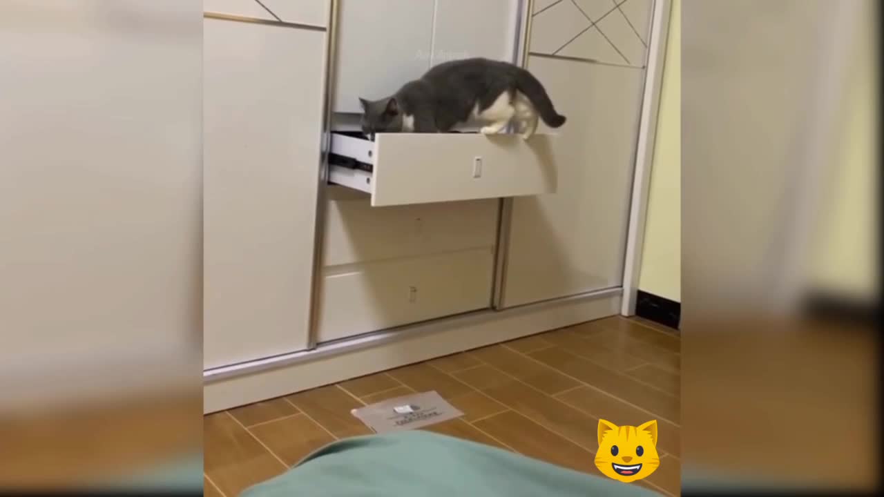 cat enter to closet