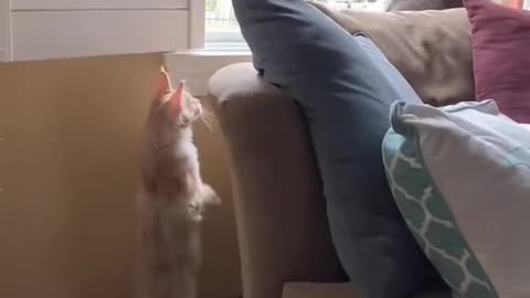 Brother bullies sister