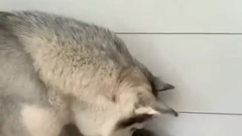 Dog & cat friendship