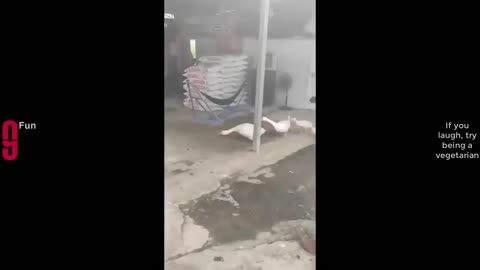 Fuuny Video