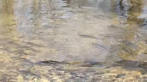 Wisconsin Steelhead/ Rainbow Trout and Sucker Run