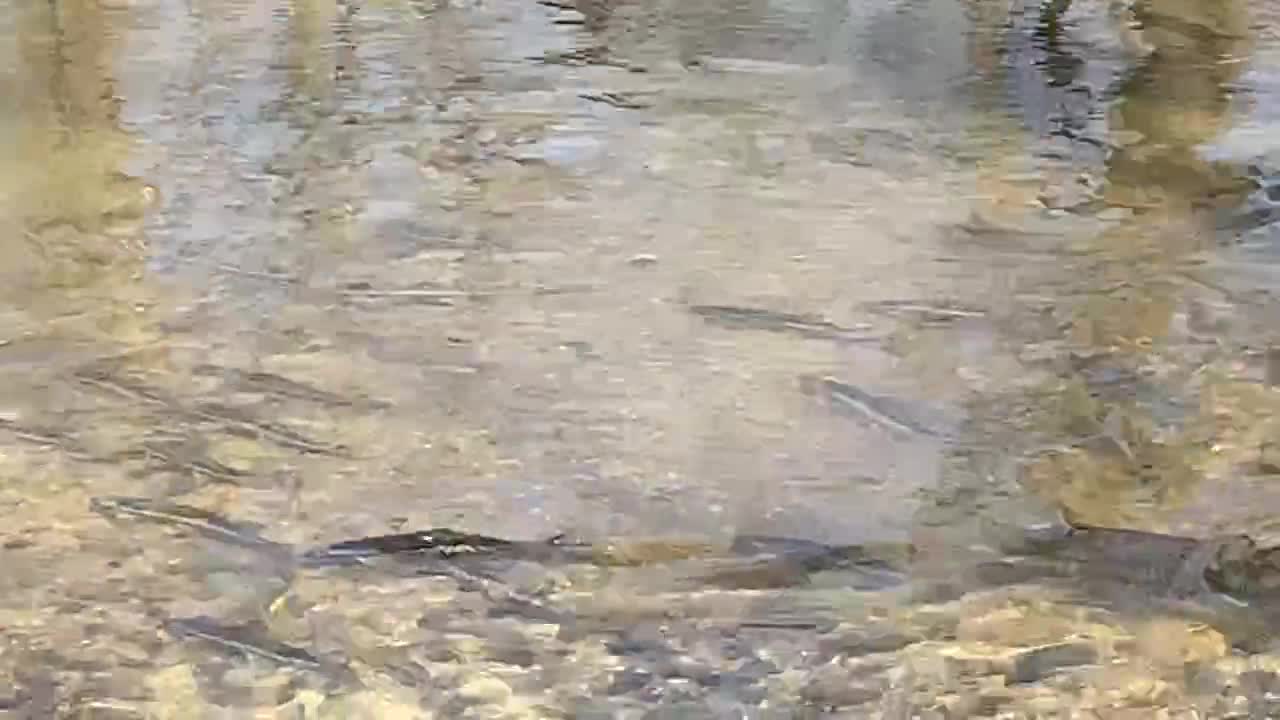 Wisconsin Steelhead/ Rainbow Trout and Sucker Run