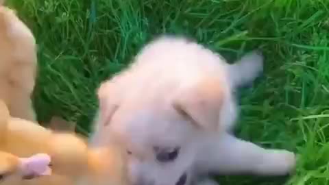 Irresistible Cuteness: Puppy and Ducks Playing Together