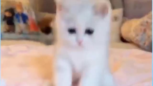 Funny Moments - Cute and Funny Pet videos | Fun with Bunnies