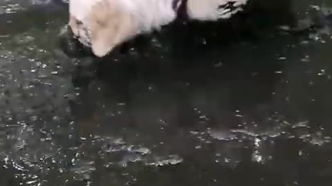 Golden Retriever Mud Bath