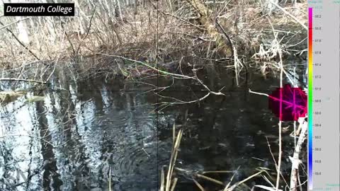 This camera can pick out individual singers in a frog chorus | Science News