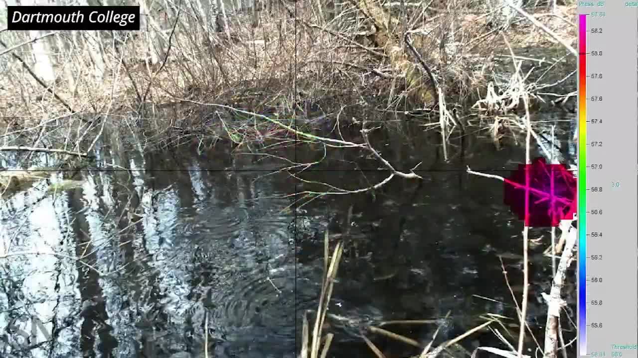 This camera can pick out individual singers in a frog chorus | Science News