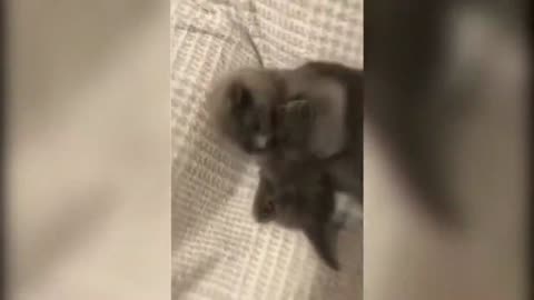 Funny Animals Сompilation 👍 Best Of The 😹 2020-2021 🤣 #27