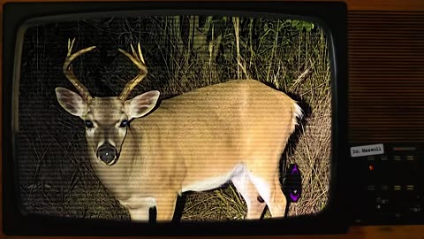 SCP-6448 | Not Deer | Keter | Hostile Cryptid SCP