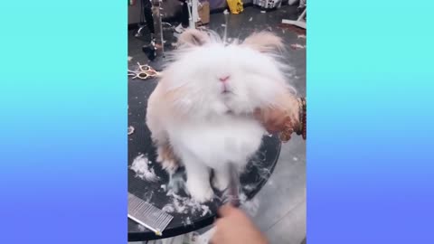 Oddly Satisfying Video to Watch Before Sleep for Ultimate Relaxation
