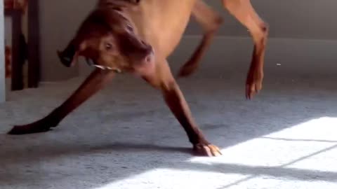 ImpossiDog