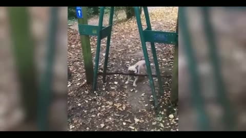 Funny cat 😽 vs Gun 🔫 - Funny Animals 😂 playing dead on finger shot Compilation -- Animal Gags
