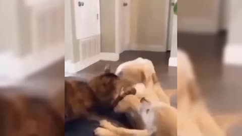 Funniest Animals 2023 😂 New Funny Cats and Dogs Videos 😻🐶