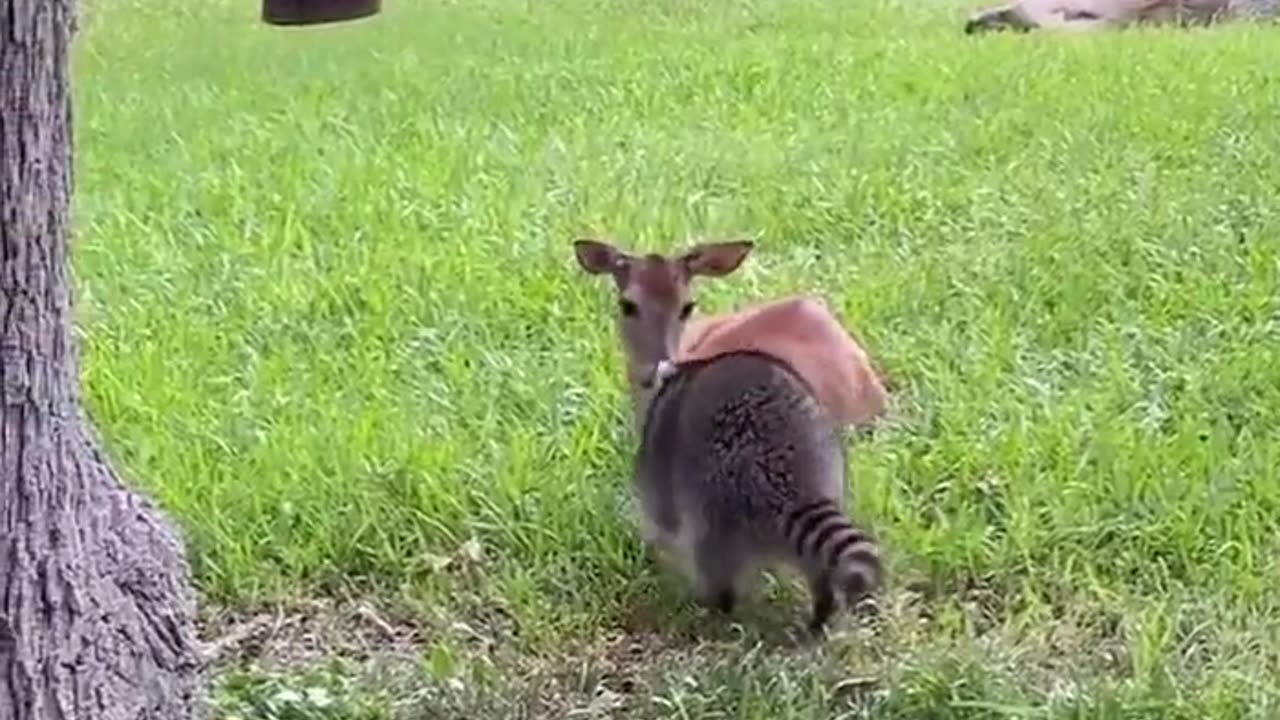 Raccoon and his deer best friend ❤️