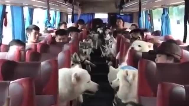 dog on the bus, very cute