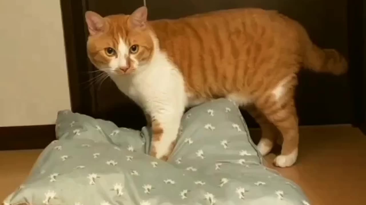 Watch how the cat steals the pillow