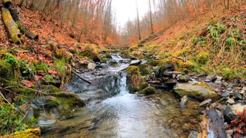 Forest Stream Sounds| Peaceful Stream sounds for Sleep, Focus, and Studying