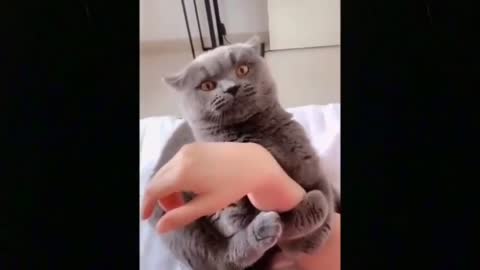 Cat funny videos 2022 cat🐱funny videos😂😂😂