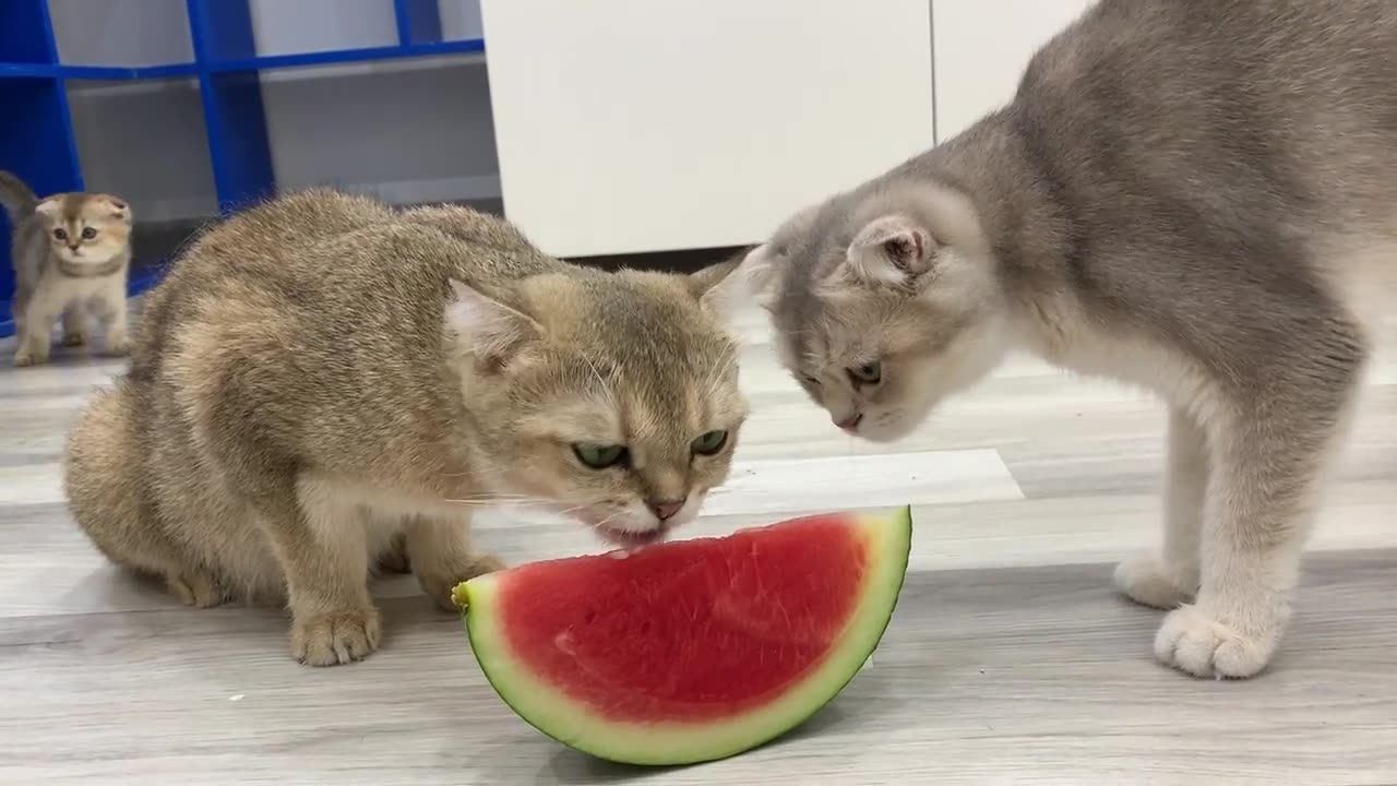 Funny Cats Eating Watermelon