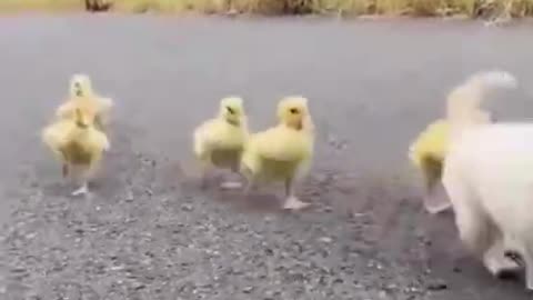 Puppy loves Duck Babies...❤️ 🐶 🐥