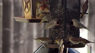 Cute birds Feeding.