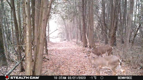 Trail Camera March 2023