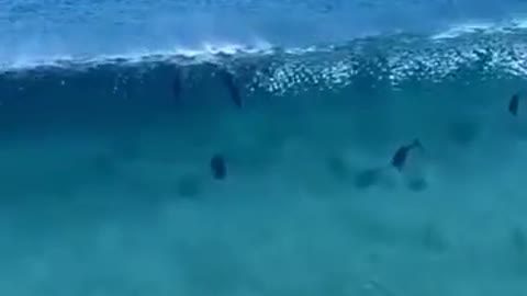 Amazing Dolphin race! Just wow!