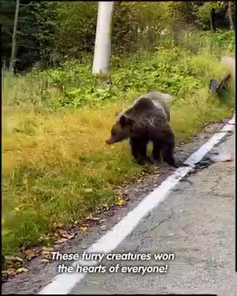 Romania: Bear cub smiles and entertains drivers