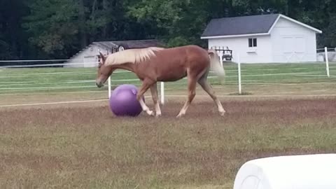 Purple ball