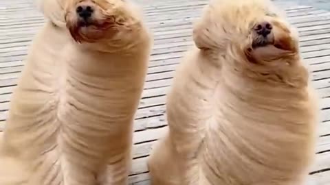 🐕‍🦺 FANNY DOGS AND Pets video🥰🥰