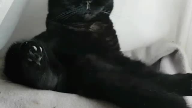 I haven't seen his limbs yet. Where are they