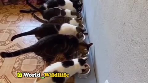 Cat 🐈😺 waiting for food 😁