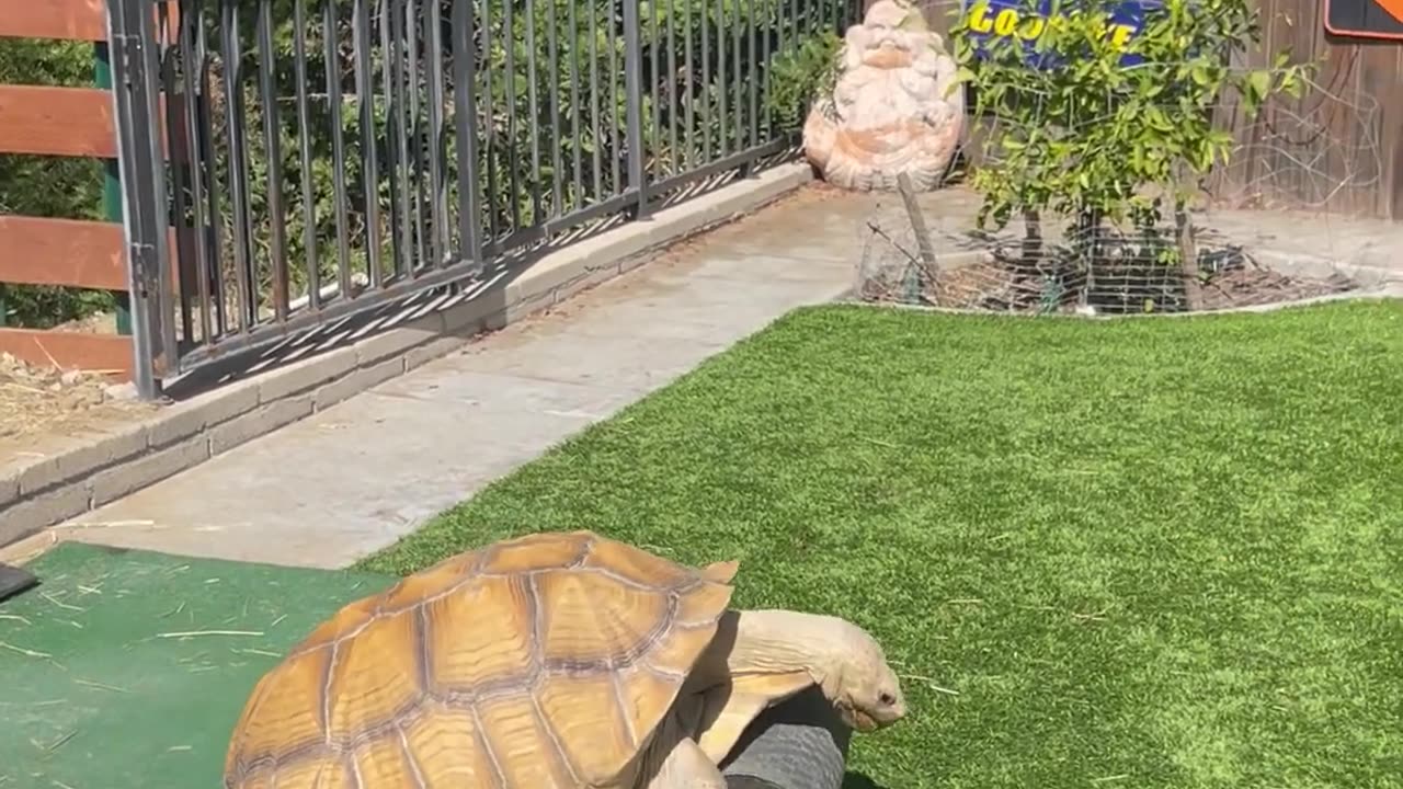Tortoise Ramming and Conquering an Obstacle Course