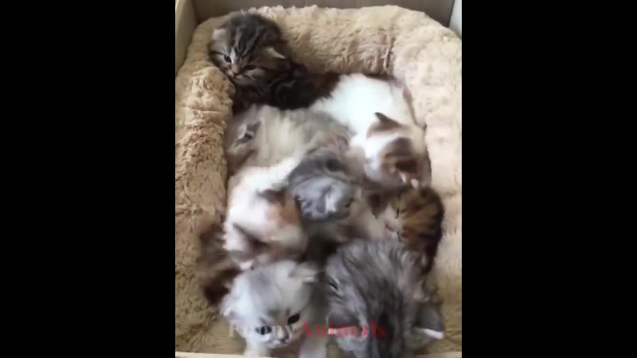 So many cute kittens videos compilation 2023