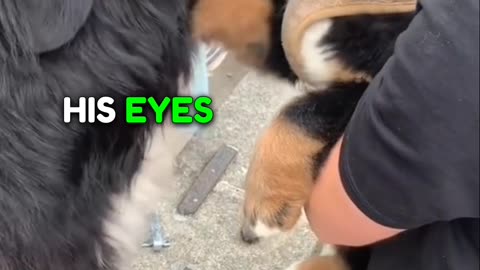 Family Surprises Pet by giving him a Special Gift ❤️❤️