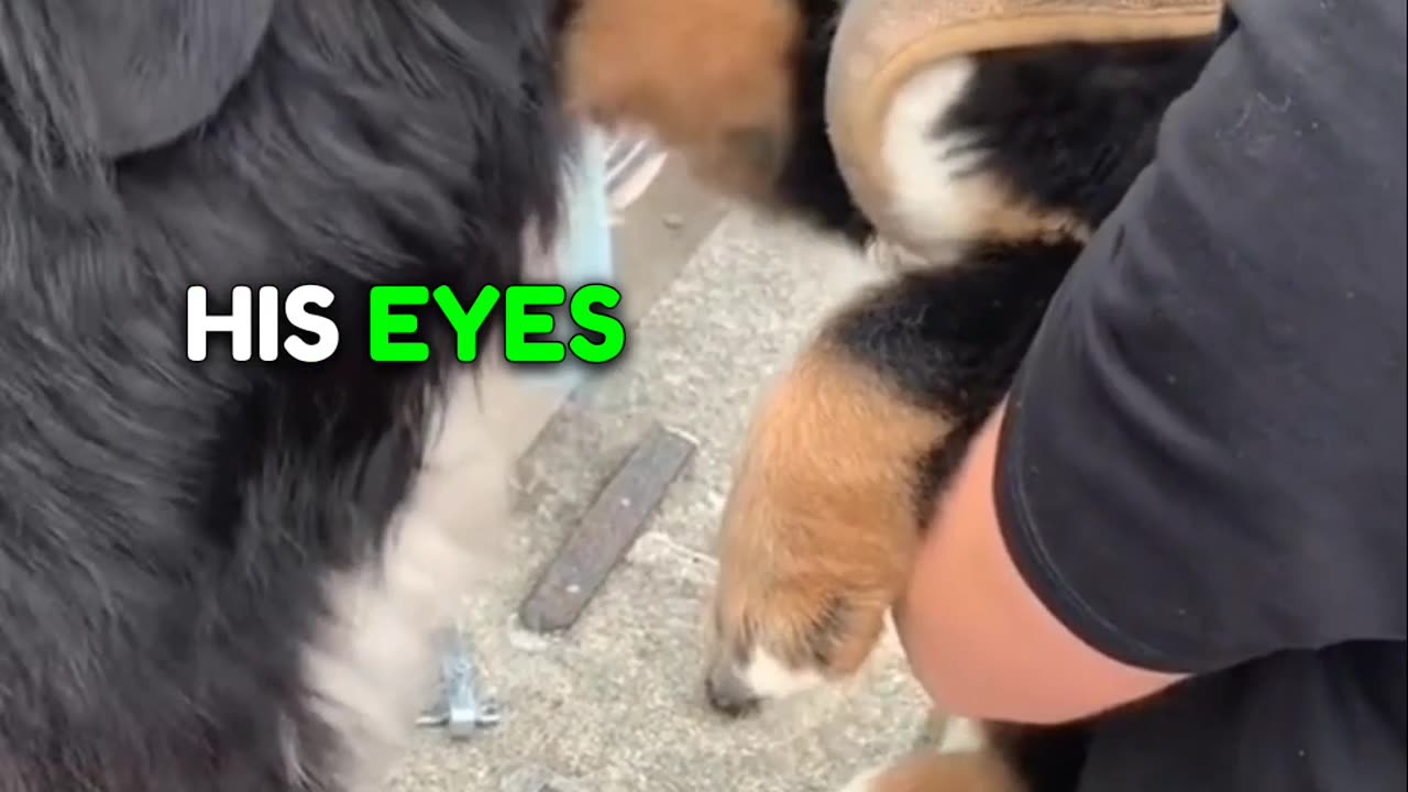 Family Surprises Pet by giving him a Special Gift ❤️❤️