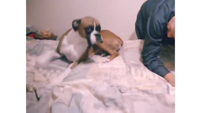 Animal never fail to make us laugh