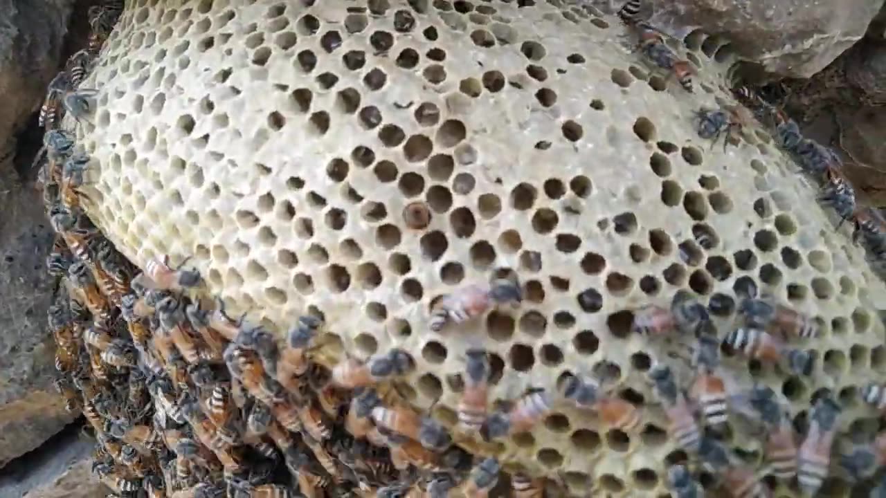 Small bee honey collecting in mountain || honey harvest in mountain || honey comb