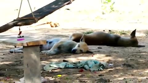 Funny animals videos