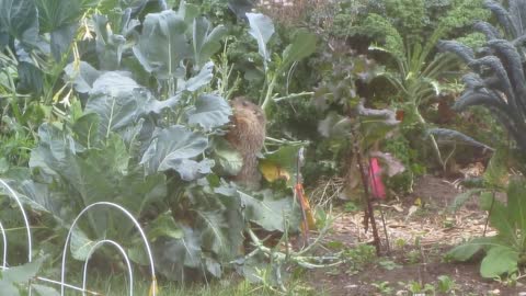 Groundhog eats a crop