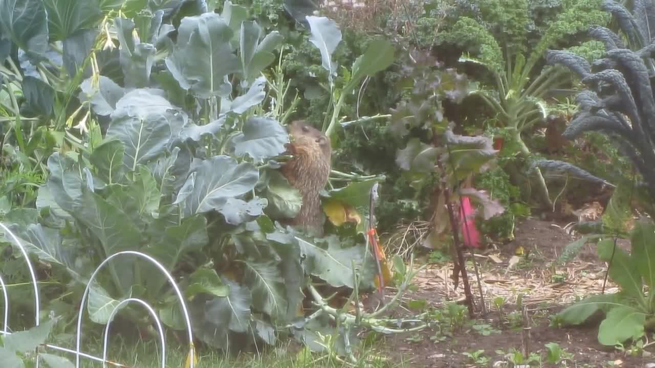 Groundhog eats a crop