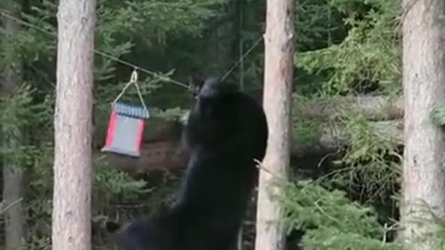 A new bird species visiting bird feeder