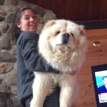 Enorme perro esponjoso adora estar a upa